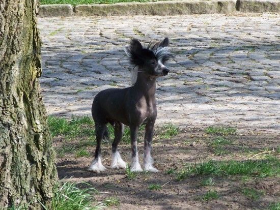 Unbreakable Volution von Shinbashi