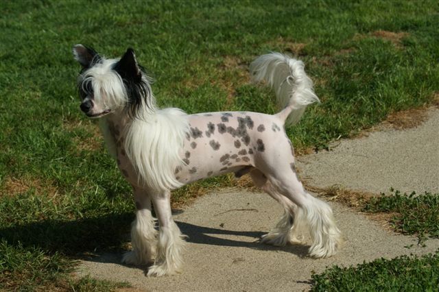 Filias Fips from Angels Fundation