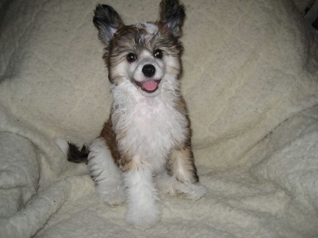 Brunsvik Nataki Fanrock