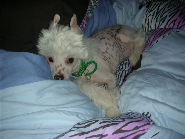 Jerry-Lee Fantasy Island