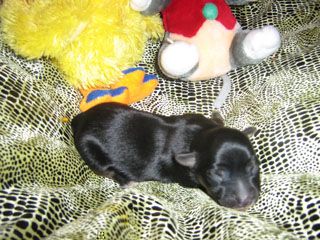 Fogo-Pogo Capo Vaticano