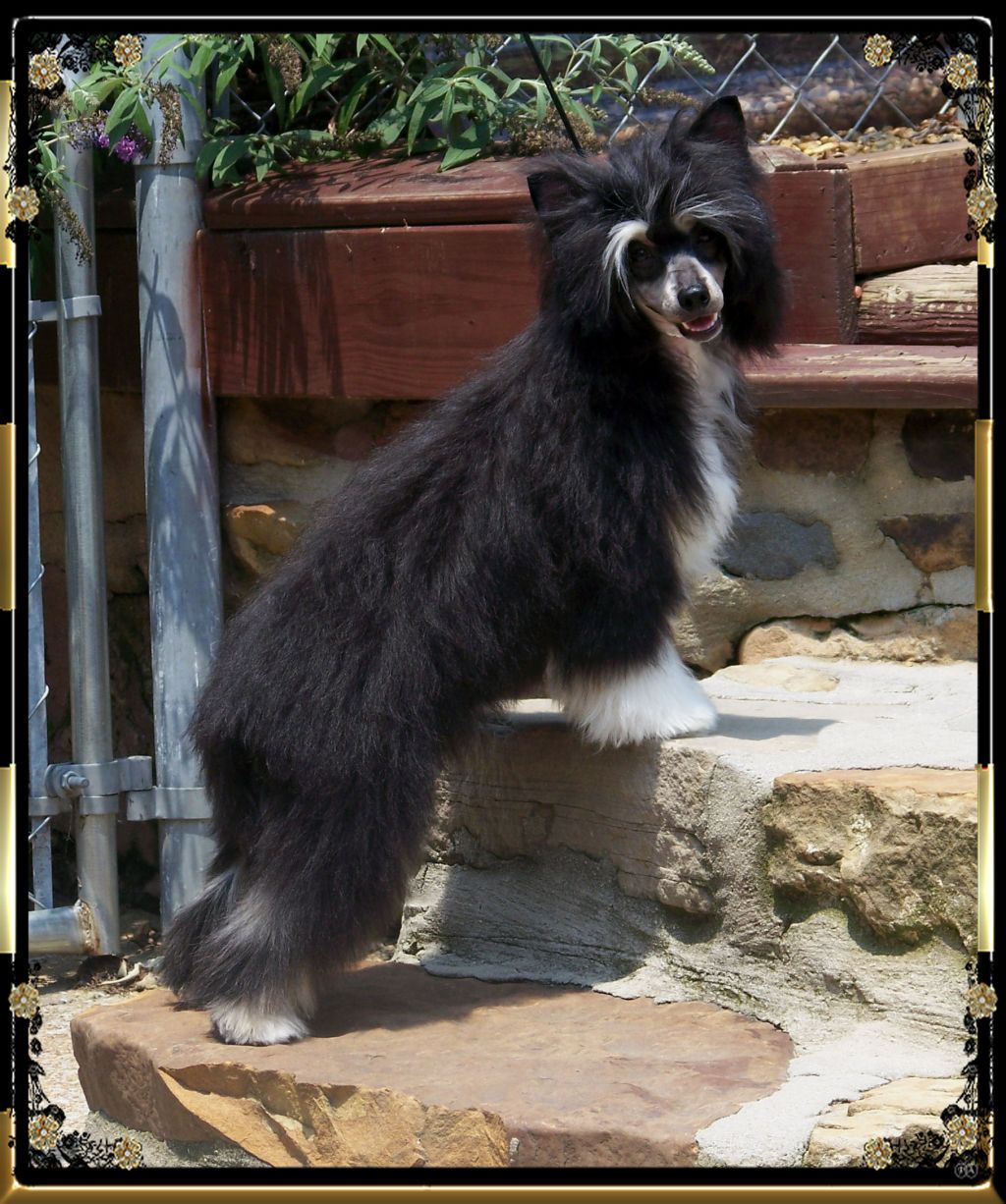 Woodcrest Wizard Lord Of The Rings