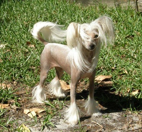 Mosaic Whatcha Lookin At