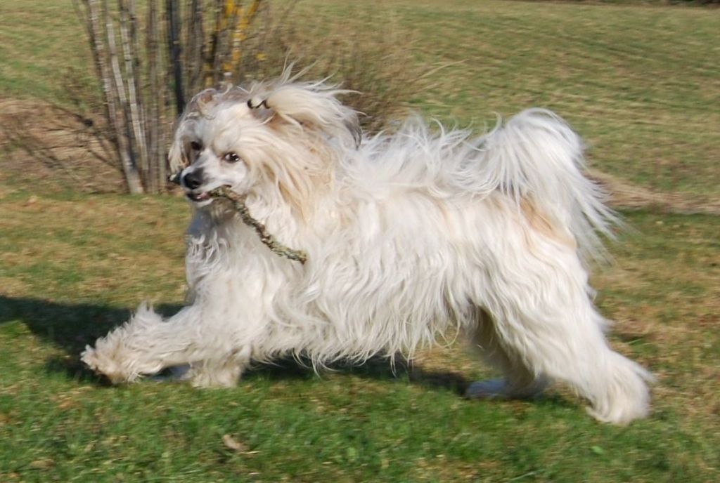 QuiinCharme's Charmy BasicLove