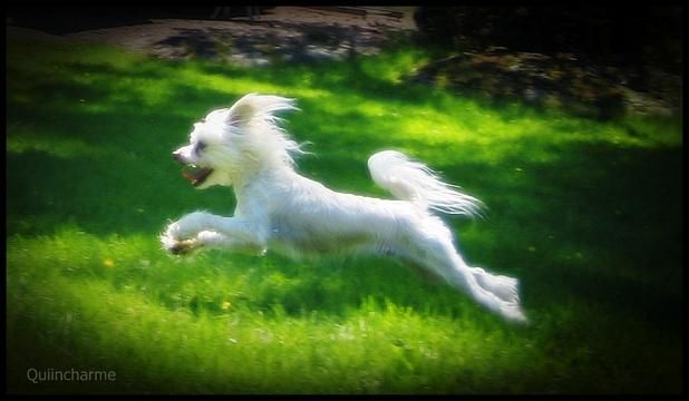 QuiinCharme's Cool BasicDude