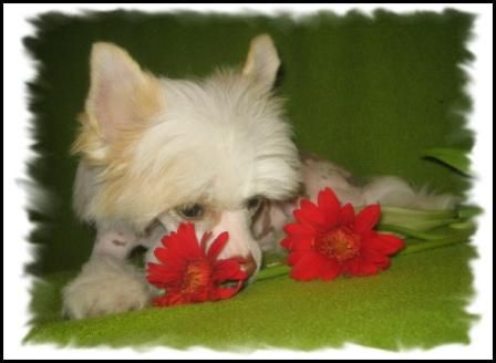 QuiinCharme's Candy BasicMoove