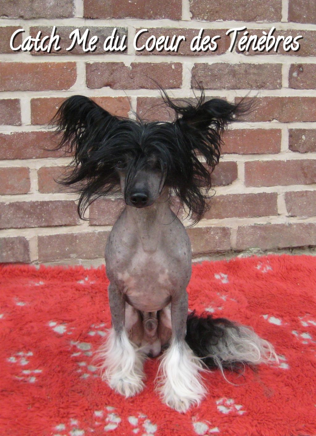Catch Me Du Coeur Des Tenebres