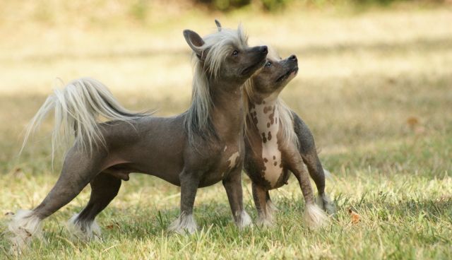Cha Su Bao Du Coeur Des Tenebres