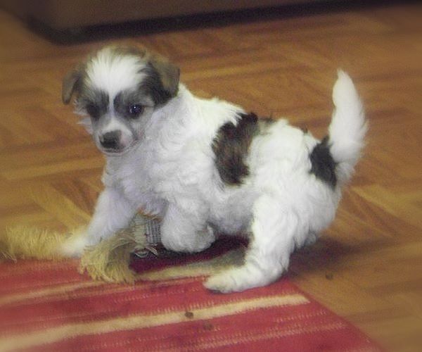 Chacra Du Coeur Des Tenebres