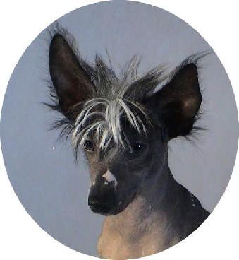 Bees Waks Du Coeur Des Tenebres