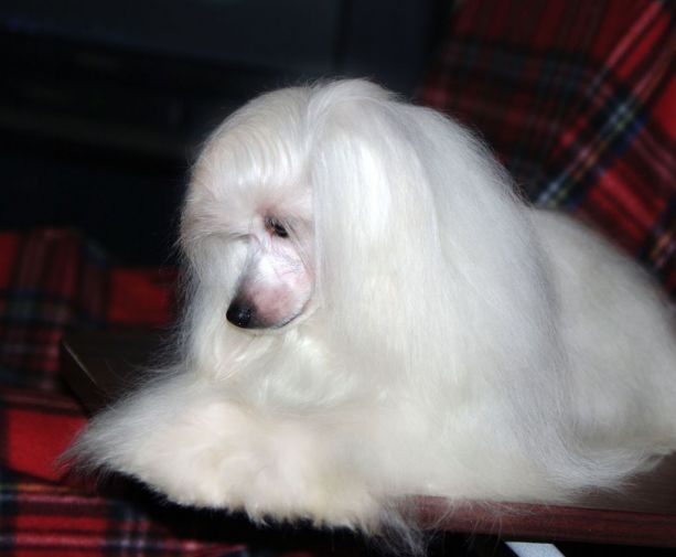 Ch.Sapfir iz Tsarskogo Sela Pearl In Gold