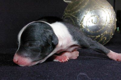 Oriental Jokes Disco Music