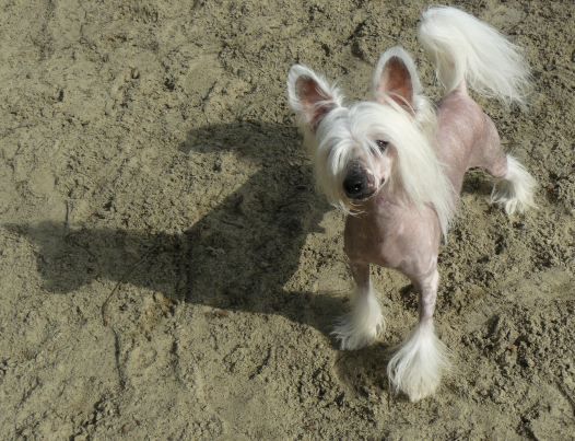 Highlander Top Model De Rama