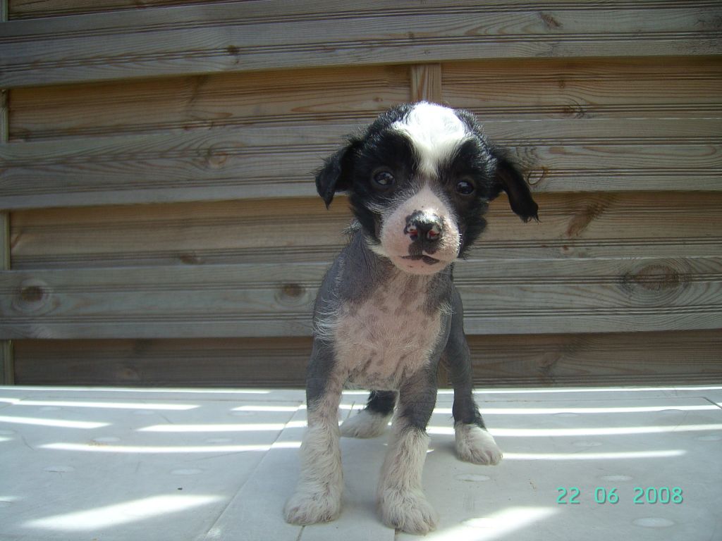 Frendor's Kleiner Freund