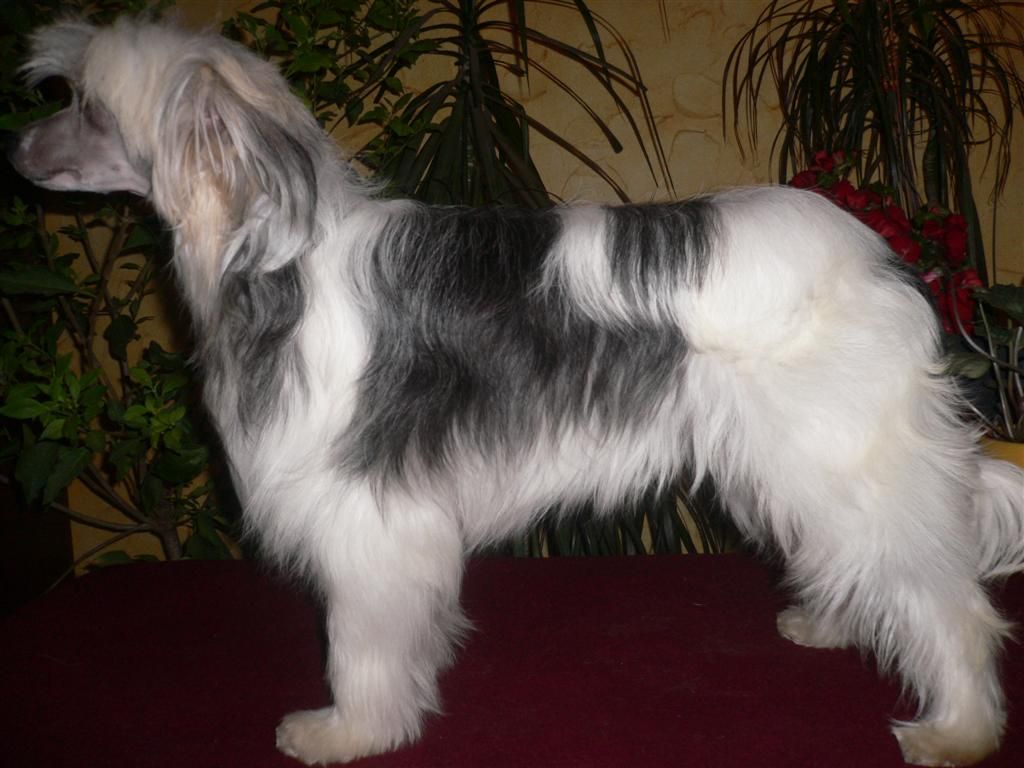 Estrella della Cohors