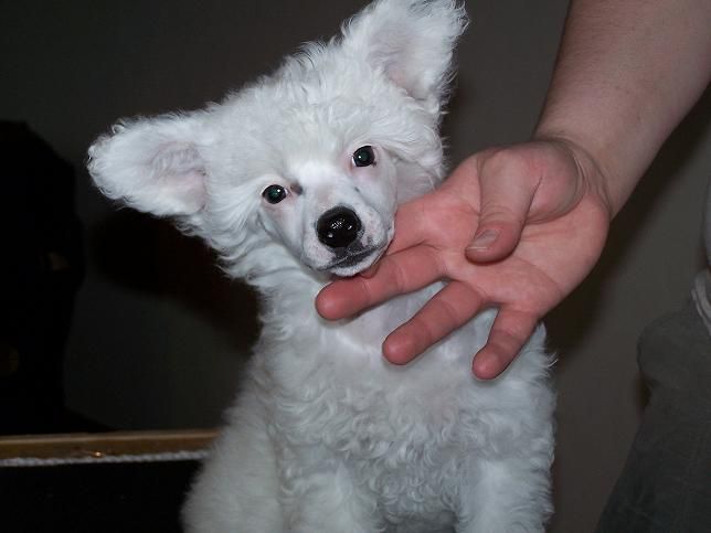 Amelion's La Esperanza