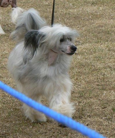 Doucai's Ginger Beer of Cazianik