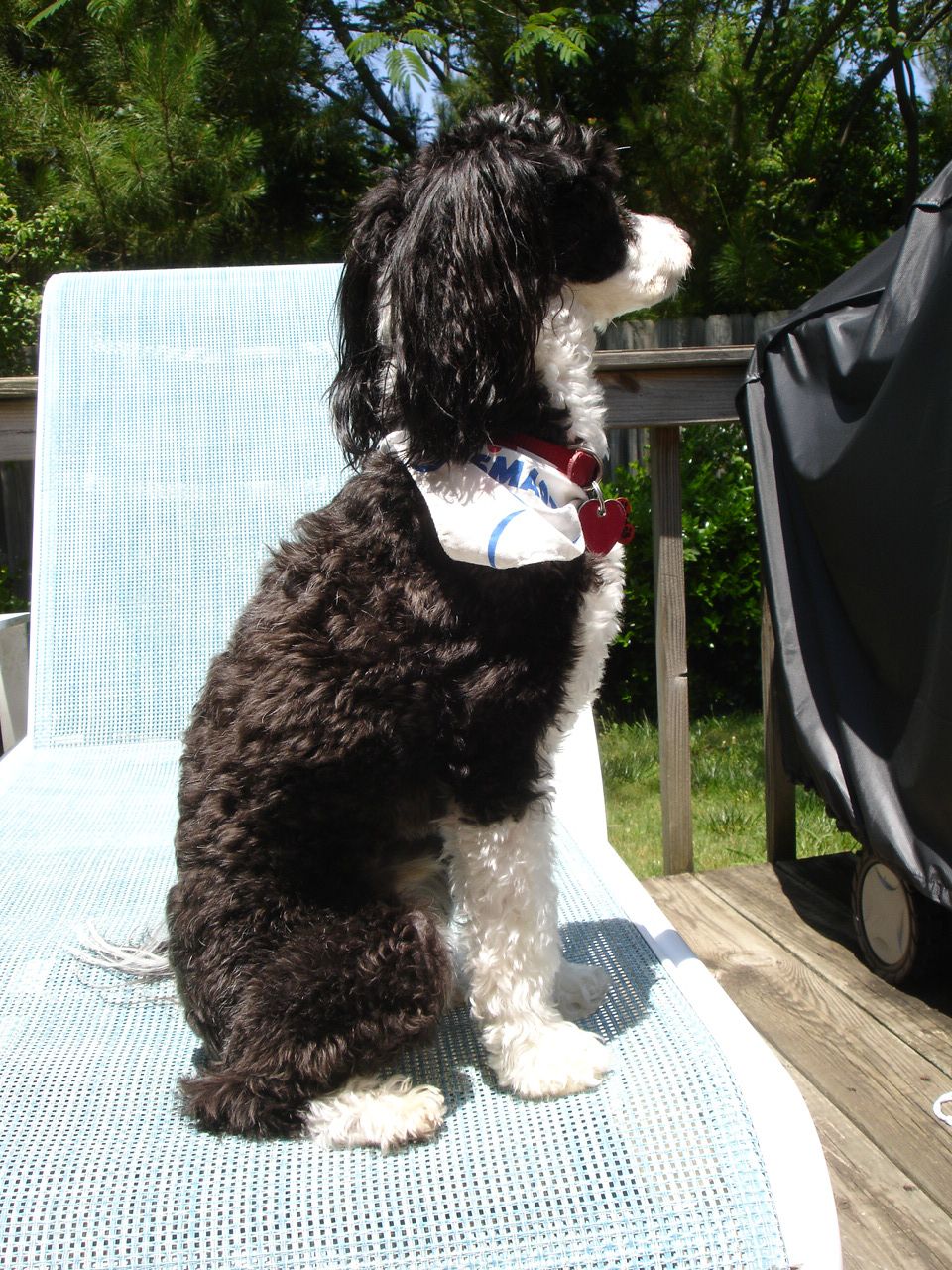 Apache's Prince Black Hawk