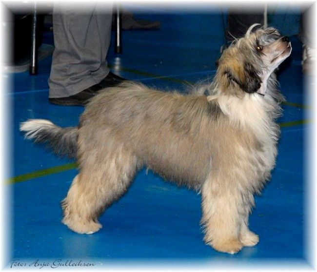 Shandor's Fluffy Faith