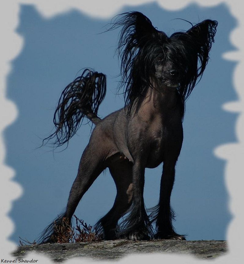 Shandor's Famous Foxy