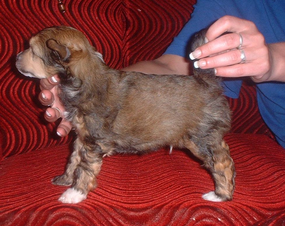 Robin z Jasne hvezdy