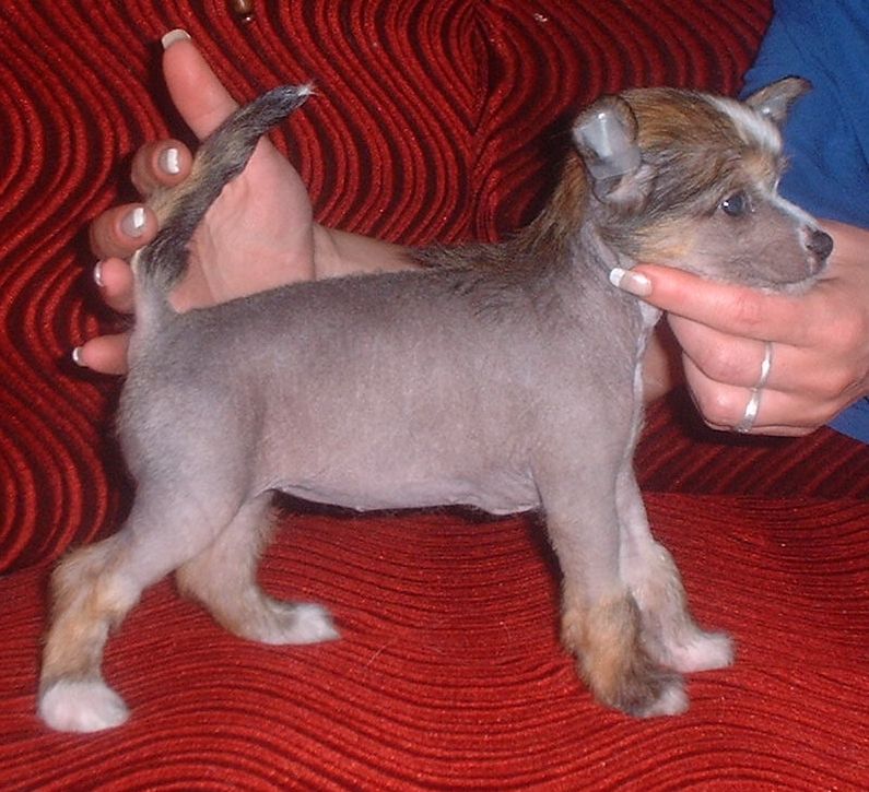 Reyna z Jasne hvezdy