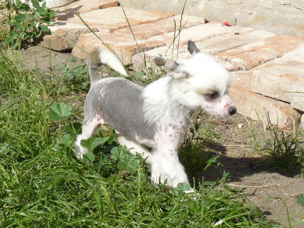 Brewis Chlupatý Poklad