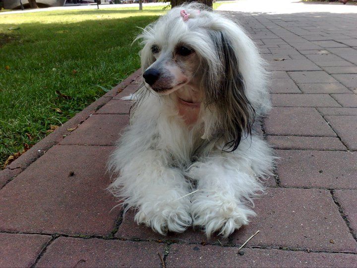 Anabella Harmony Pet