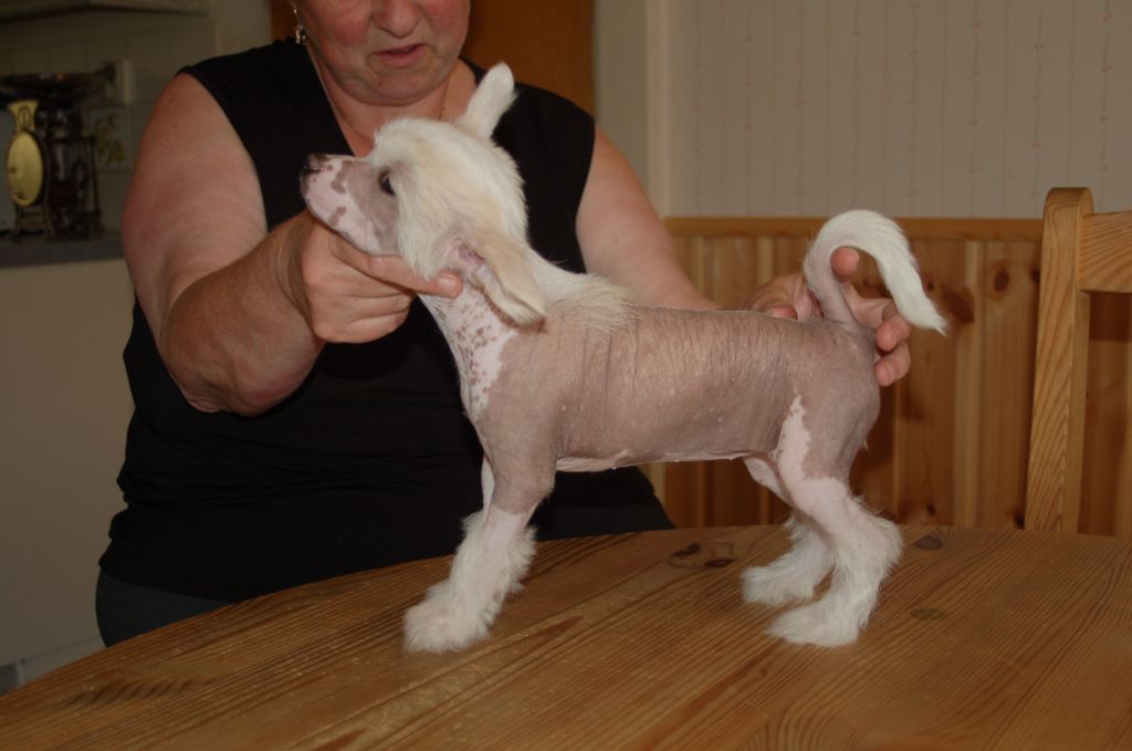 De La Mahafu's Cellatto Gracie