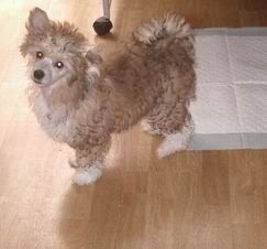 tuyu no nair required