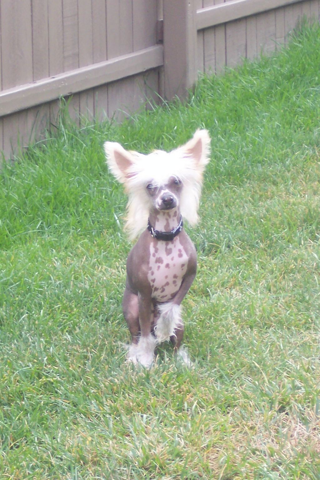 Song Hollows I Wanna Rock