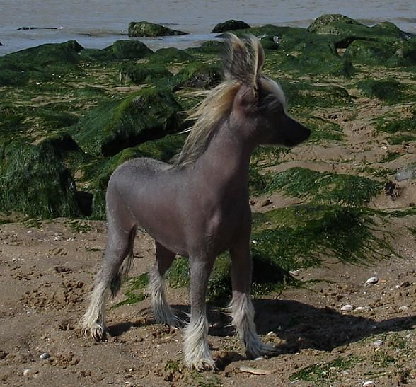 Ease Your Mind of Angel's Legacy