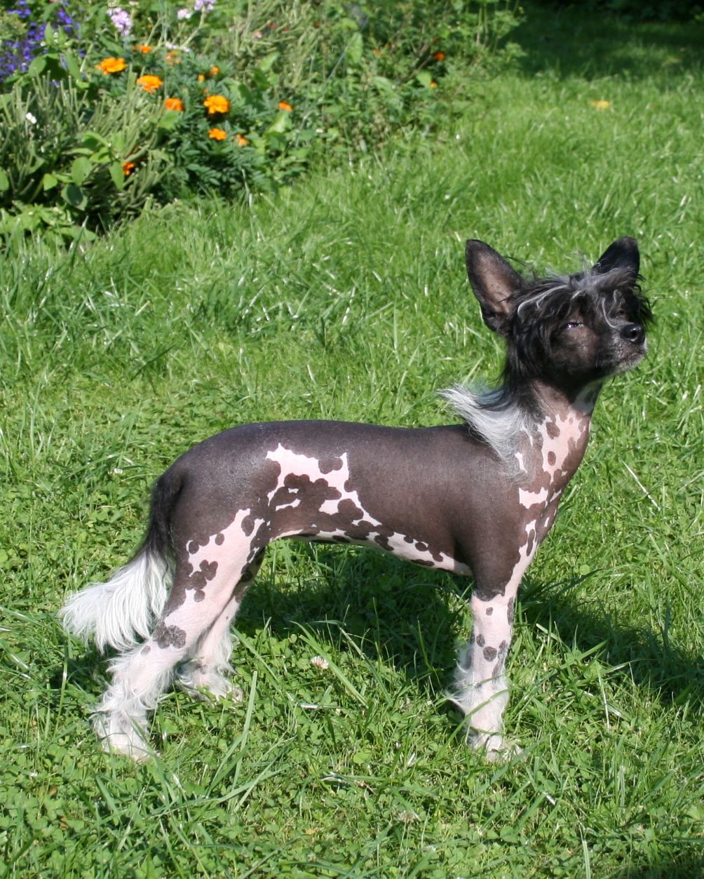 Dolce Fen-Kami Mitau