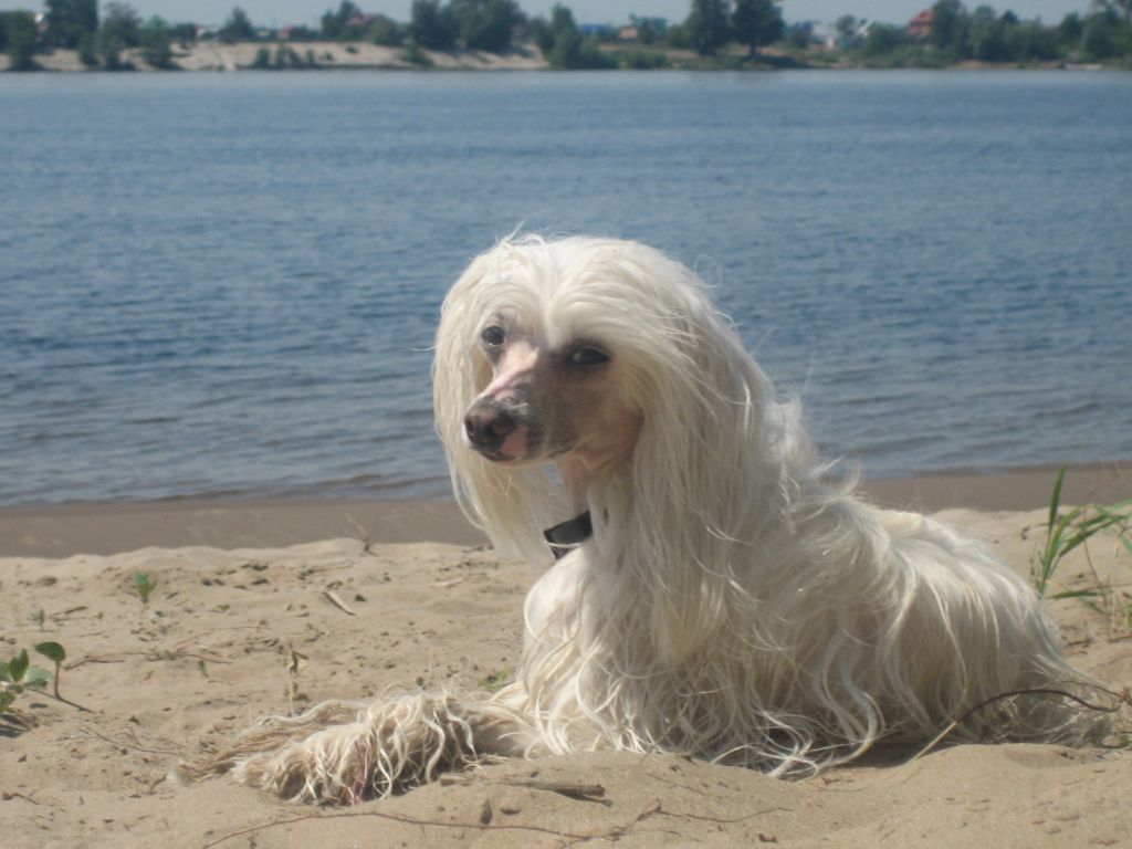 Silver Tauer Dandelion