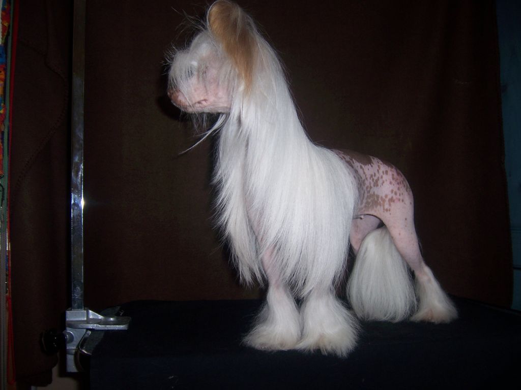 Causai Chocolate Sensation