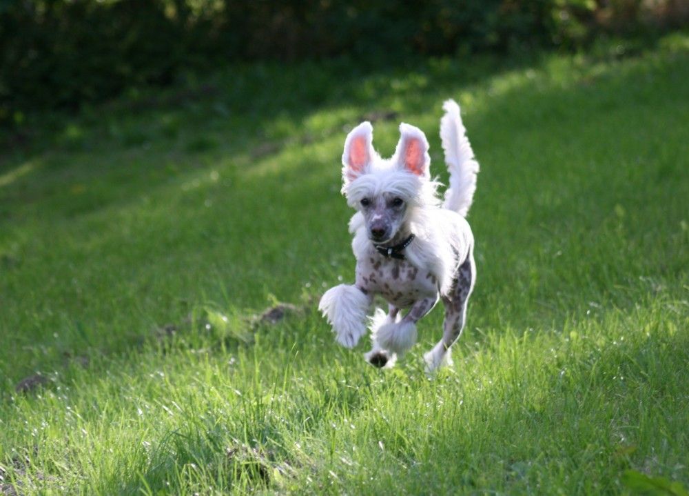 White Chocolate von Shinbashi