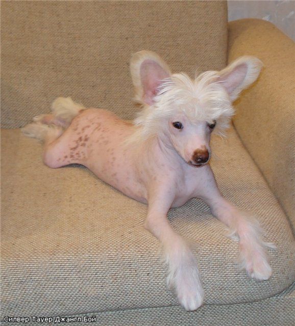 Silver Tauer Jungle Boy