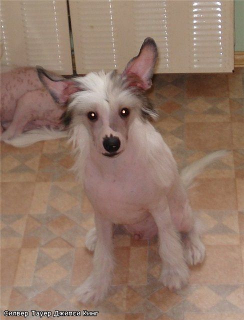 Silver Tauer Gipsy King