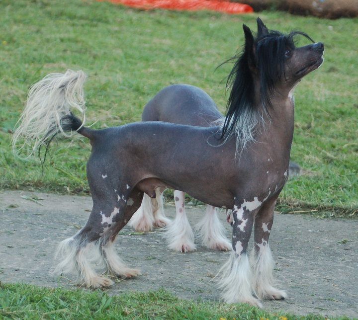 Glanzvolls Mr Blue Bird at Tamarsh