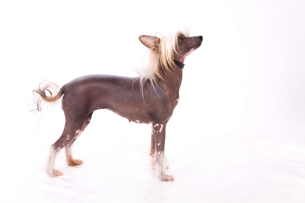 Kelembra Femme Fatale Via Camoto