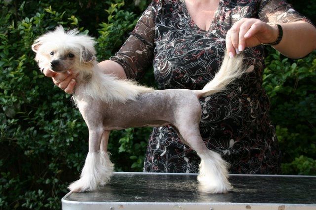 Stars at Sea Ginger for Gabritho