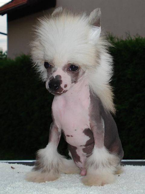 Stars at Sea Ginseng