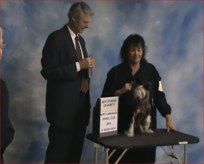 Mstical Chinatown Pony