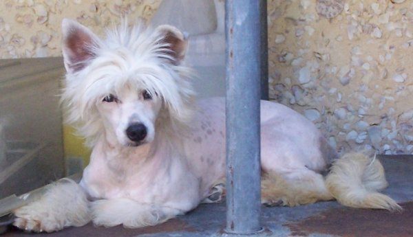 The Emperor's Artic Willow