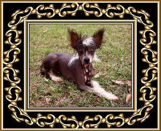 Shambhala's Prince Valdemar- Eyore