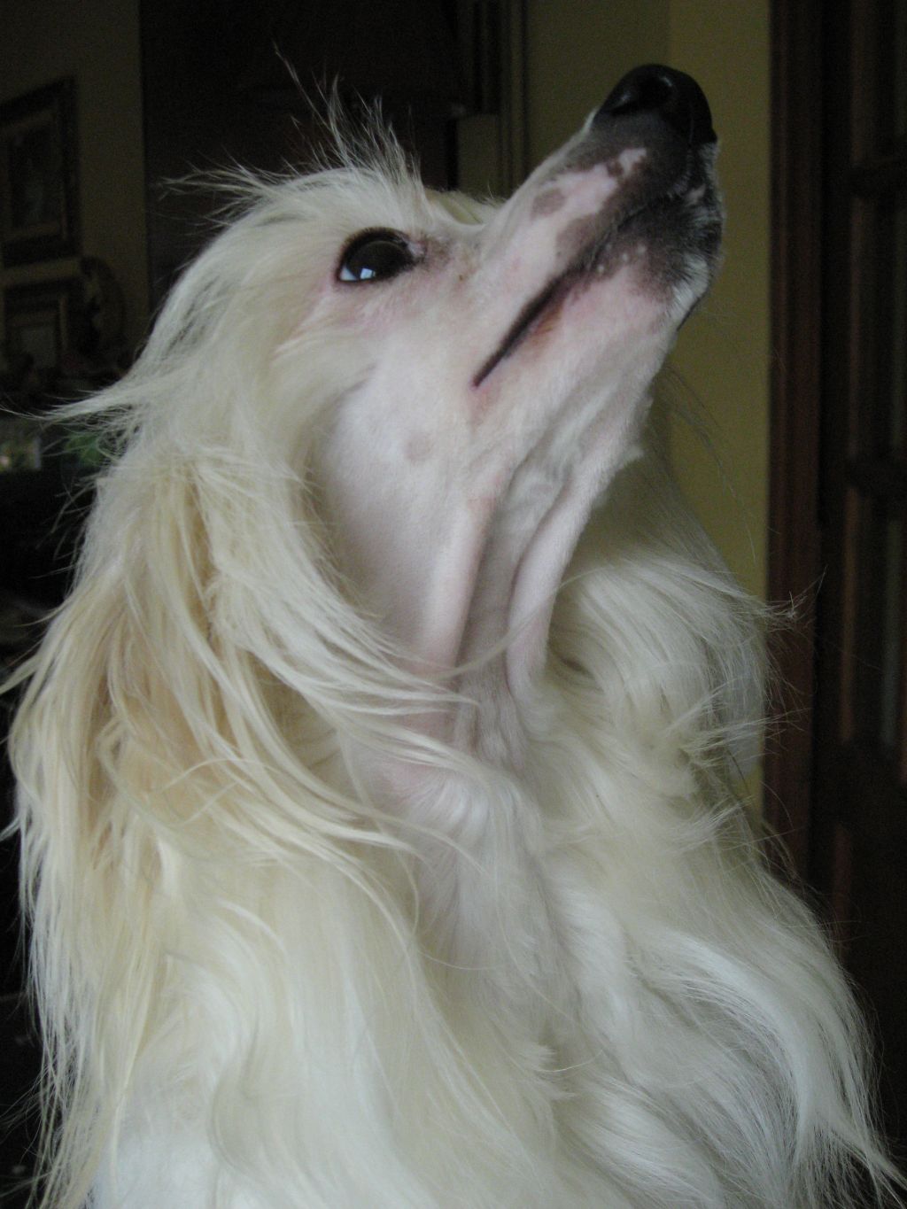 Bamboo Du Domaine de L'Hirondelle