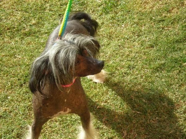 Kissi's Kennel King-Baltasar