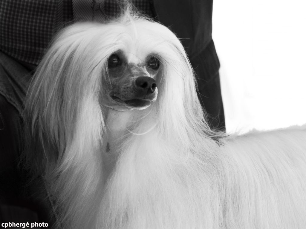 Zoe's Brown Do Can Bravo