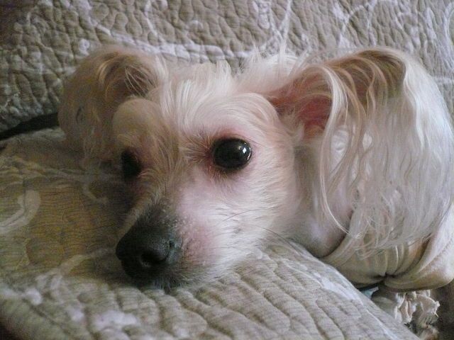 Lucky Beautiful Small Ladi