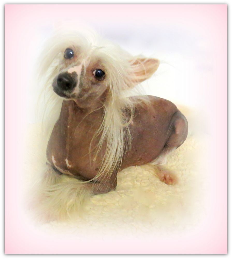 Fancy Tales Golden Halo